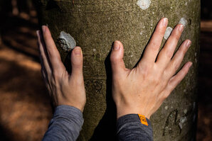 Hände berühren einen Baumstamm